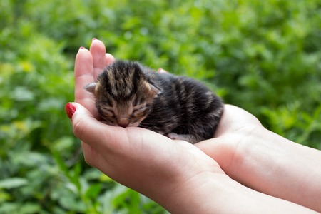 Kitten on handsの写真素材