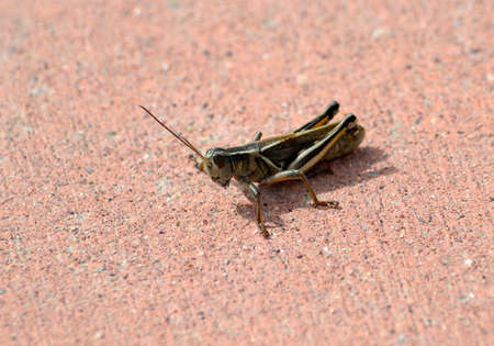 grasshopper on red concreteの写真素材