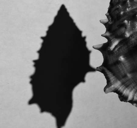 seashell with silhouette in black and white, close-upの写真素材