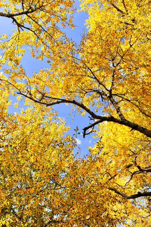 Autumn leaves, cottonwood tree, blue skyの写真素材
