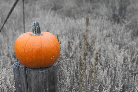 orange pumpkin on a fence post, black and white backgroundの写真素材