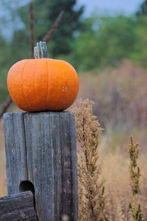 pumpkin on a post in a fieldの写真素材