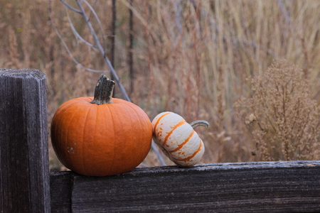 two pumpkins on a split rail fence out in a fieldの写真素材