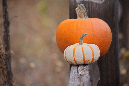 pumpkins, two, in a field, on a fenceの写真素材