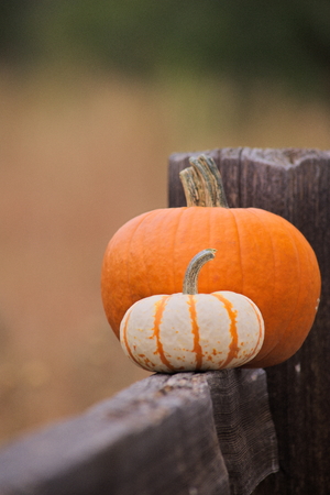 close up of two pumpkins on a fence outdoorsの写真素材