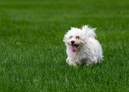 Very cute and adorable small dog playing and running in the grass. Animal, home, companion concepts.の写真素材