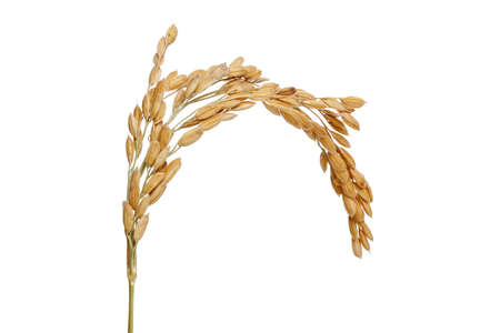 Rice stalks. Isolated on a white backgroundの写真素材