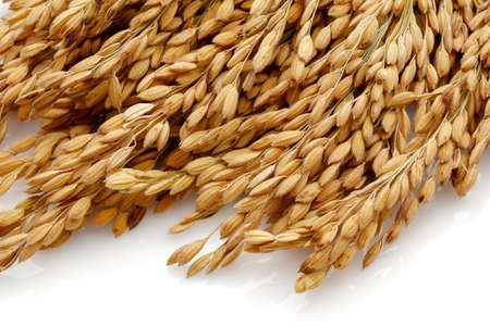 Rice stalks.の写真素材