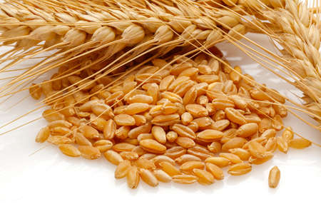 Wheat seed heads isolated on white backgroundの写真素材