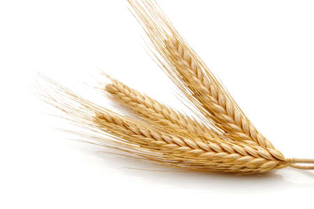 Wheat seed heads isolated on white backgroundの写真素材