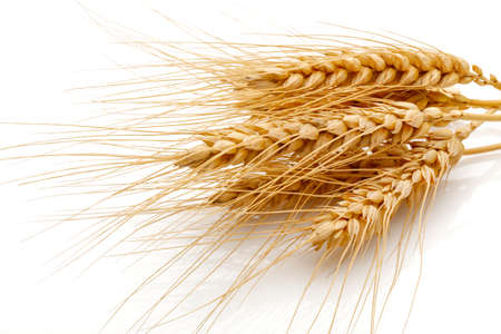 Wheat seed heads isolated on white backgroundの写真素材