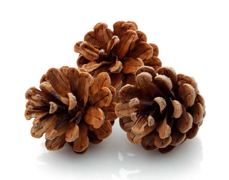 Pine cones isolated on white background.の写真素材