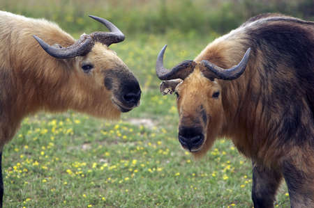 Closeup of two Takin's.  They are a close relative to the Musk Ox.