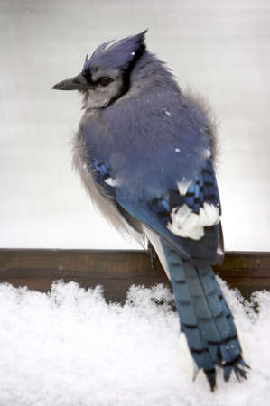 Blue Jay in the Snow (full body shot) - soft focusの写真素材