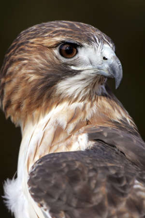 Closeup Profile of a Red Tailed Hawkの写真素材