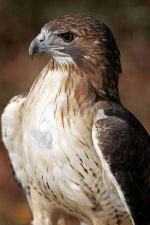 Red Tailed Hawk Profileの写真素材