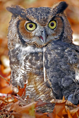 Great Horned Owl in Fall Leavesの写真素材