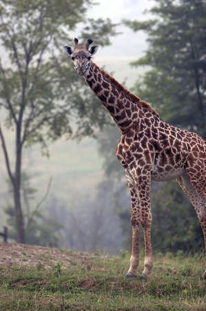 Full body shot of an adult Giraffeの写真素材