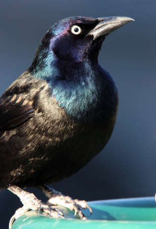 Beautiful Common Grackle Closeup showing the bird's iridescent black feathers with blue head and a yellow eye.  This bird was at a bird feeder in Ohio.の写真素材