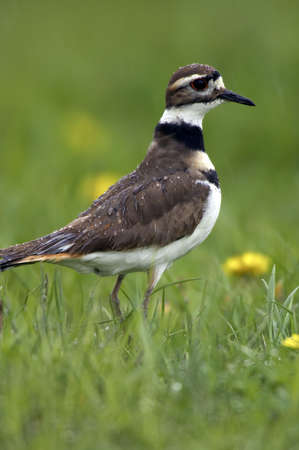 Extremely detailed photo of a Killdeer in the rain.  You can see individual water droplets on the birds body and head.  The bird was located in an Ohio farm pasture.の写真素材