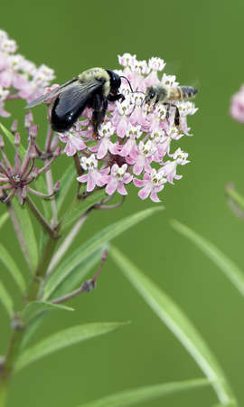Big Bumble Bee and Honey Bee share a Swamp Milkweed Flower.の写真素材