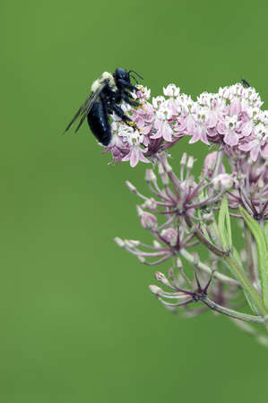 Bumble Bee feeding on Swamp Milkweed flowers set against a green background.  Pollen can be seen stuck to the bee's fuzzy legs.の写真素材