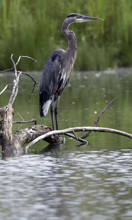 Great Blue Heron Perched on Logの写真素材