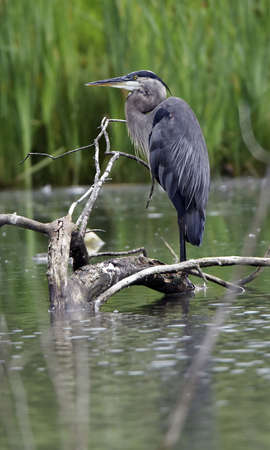 Great Blue Heron perched on a log waiting for a fish to swim by.  This Heron was located in Ohio.の写真素材