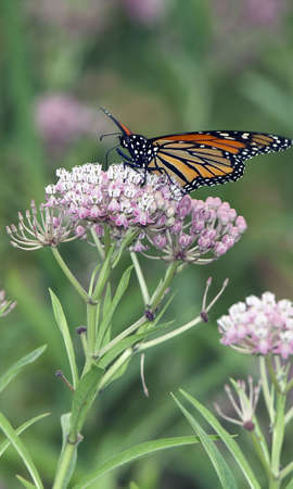 Monarch Butterfly feeding on Swamp Milkweed Flowersの写真素材