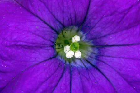 Extreme closeup (macro) of a purple Petunia showing nectar droplets and pollen on the petals.の写真素材
