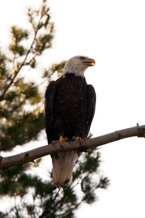 Bald Eagle Perched in a Tree in Northern Wisconsinの写真素材