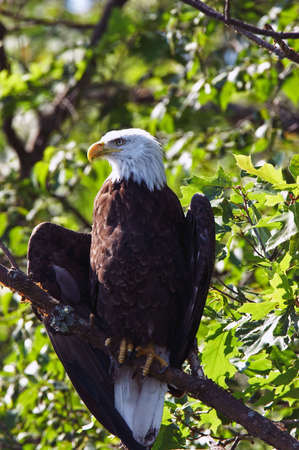 Bald Eagle with wings spread in a tree, Northern Wisconsin.の写真素材
