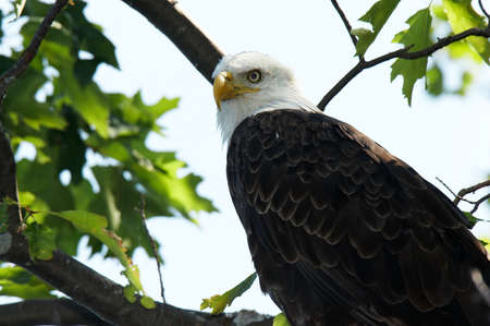 Adult Bald Eagle Perched in a Tree in Wisconsin.の写真素材