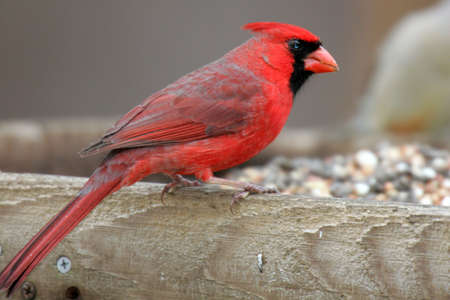 Cardinal perched on an Ohio Bird feeder.の写真素材