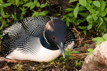 Closeup of a Common Loon on the Nest on a lake in Northern Wisconsin.  The loon has an ant on it's bill.の写真素材