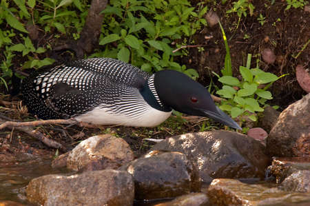 Common Loon on nest in Northern Wisconsinの写真素材