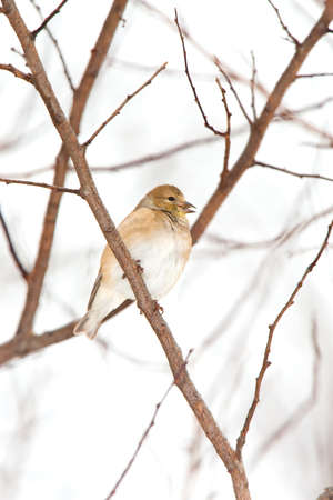 Wild American Goldfinch Male in Winter ( non-breeding ) Plumage in the Snow.  Bird is perched on a branch with little snow flakes on Feathers.  Bird's beak is open.の写真素材
