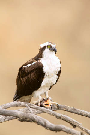 Wild Osprey with Fish in Talons in Yosemite.  Osprey is Staring Right Into the Camera Lense.の写真素材