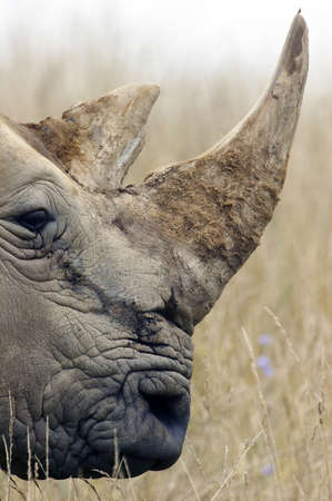 Large adult Rhino profile accentuating the horns.の写真素材