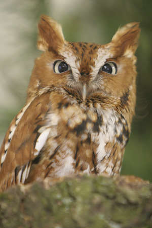 Screech Owlの写真素材