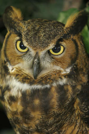 Great Horned Owl Provileの写真素材