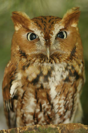 Profile Screech Owlの写真素材