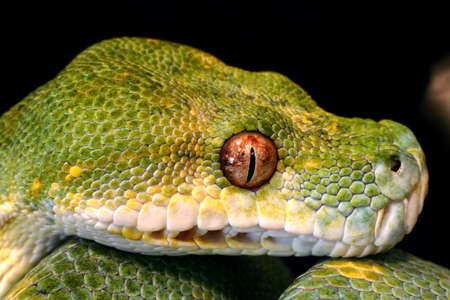 Headshot of a Green Tree Pythonの写真素材