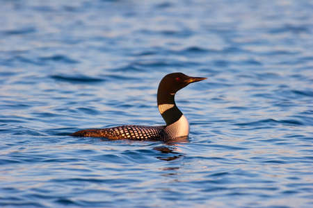 Wild Common Loon In Mating Plumage At Sunset In Wisconsinの写真素材