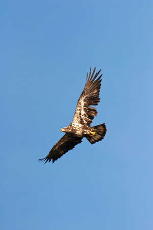 Immature Bald Eagle In Flight in Wisconsinの写真素材