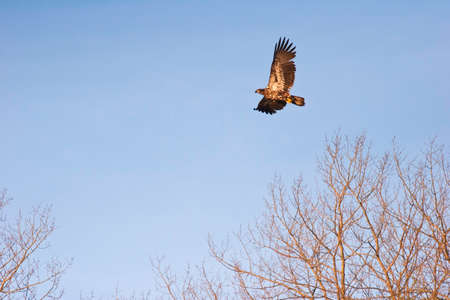 Wild Immature Bald Eagle in Flight at Sunsetの写真素材