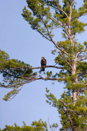 Wild Immature Bald Eagle Perched High Up In A White Pine Tree In Wisconsinの写真素材