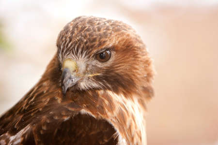 Red Tail Hawk with Snow Flakes On Feathers in Ohioの写真素材