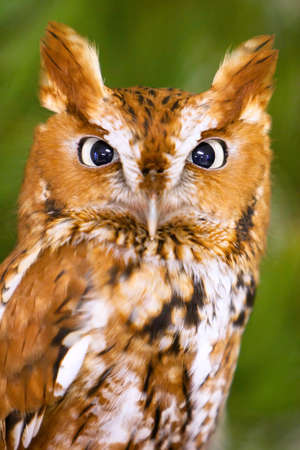 Screech Owl Closeup Headshot の写真素材