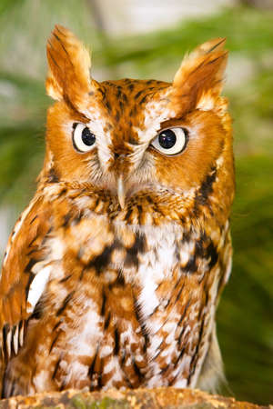 Screech Owl Closeup Headshotの写真素材